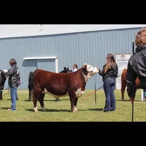 Meet your Posher, Kylee